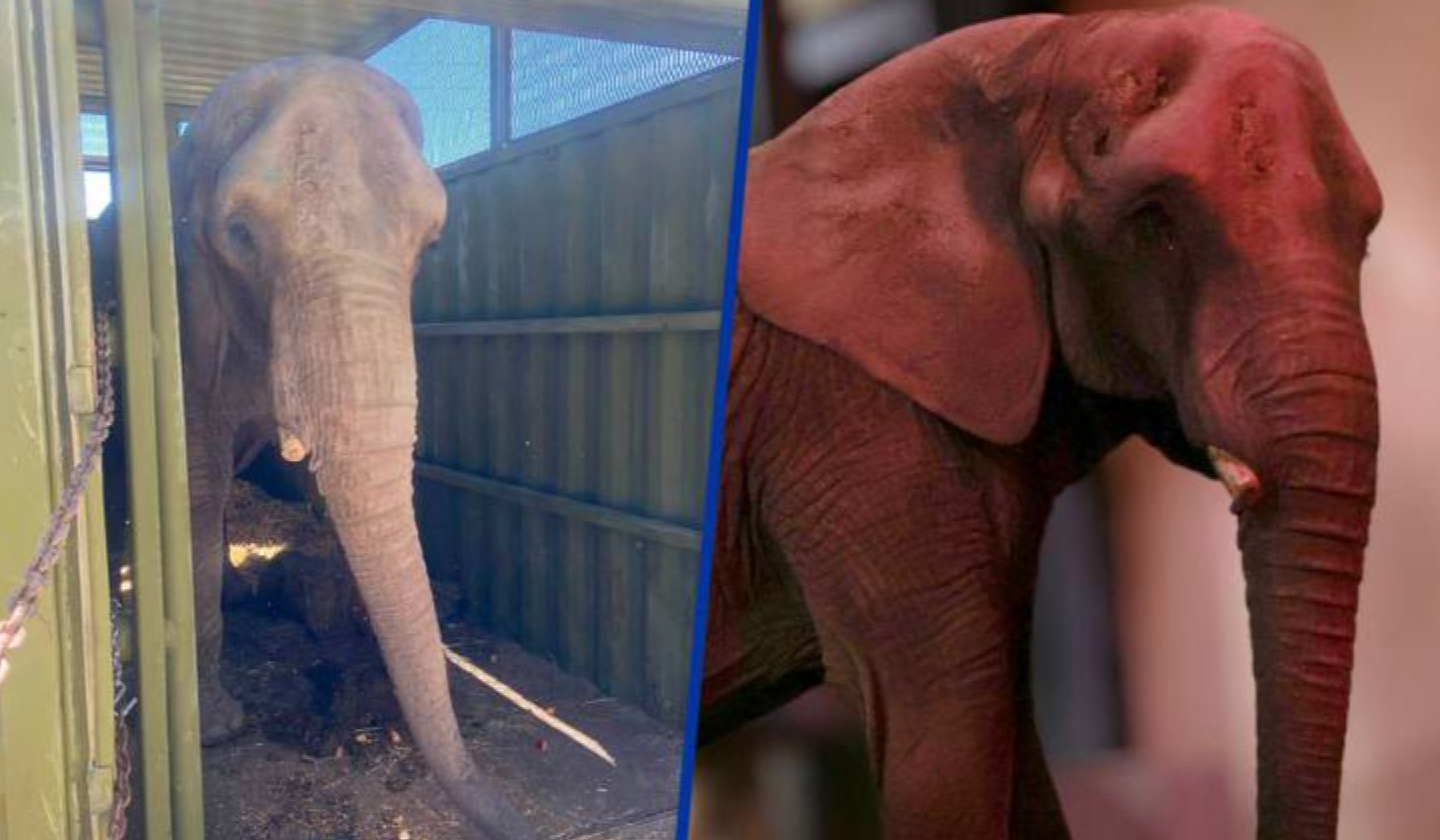 Elefante Annie llega al Zoológico de Aragón tras ser rescatada en Jalisco
